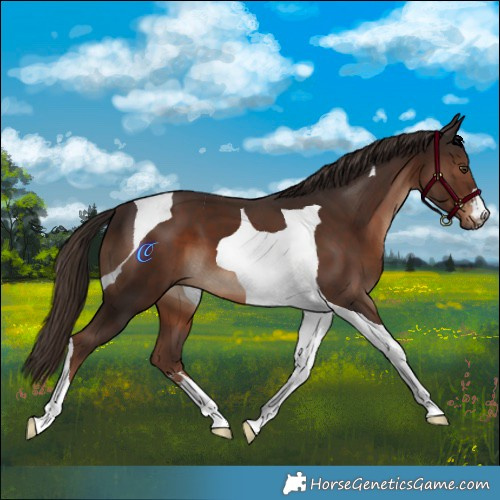 Horse Color:Liver Chestnut Tobiano 