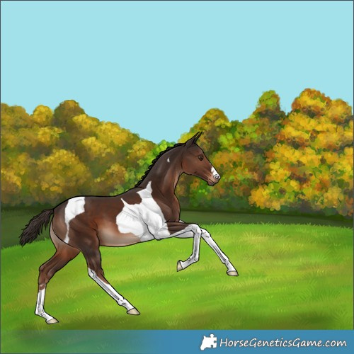 Horse Color:Liver Chestnut Tobiano 