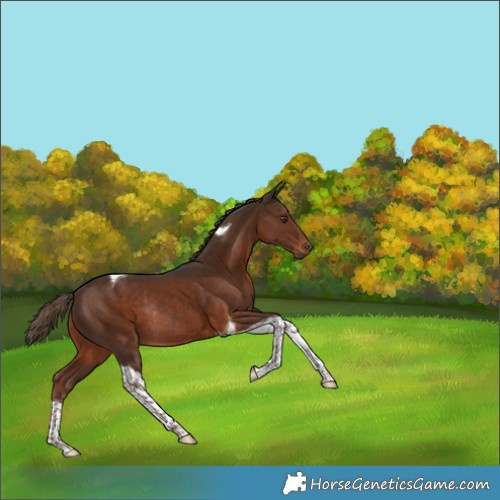 Horse Color:Liver Chestnut Tobiano Rabicano 