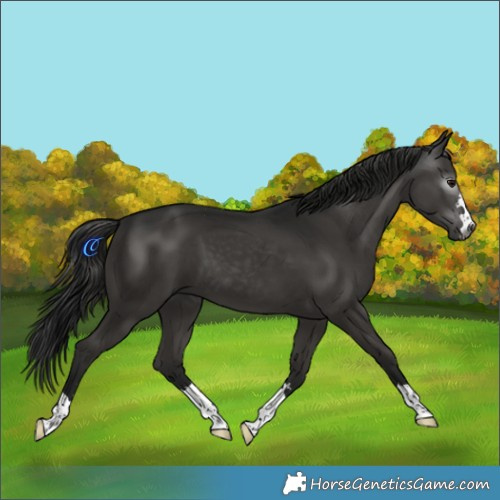 Horse Color:Gray Black 