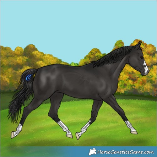 Horse Color:Gray Black 