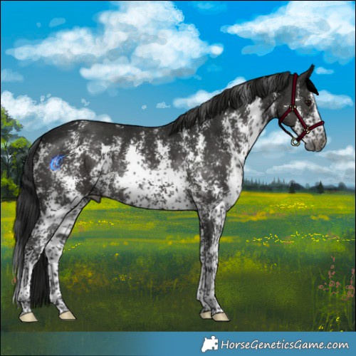 Horse Color:Gray Black Mushroom Sabino Rabicano