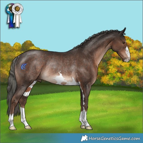 Horse Color:Liver Chestnut Mushroom Rabicano