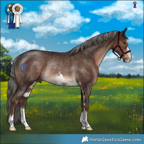 Horse Color:Liver Chestnut Mushroom Rabicano 