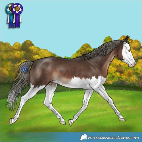 Horse Color:Liver Chestnut Mushroom Splash