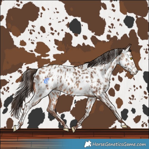 Horse Color:Amber Champagne Near Leopard  and Amber Champagne Near Leopard Rabicano 