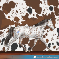 Horse Color:Amber Champagne Near Leopard and Amber Champagne Near Leopard Rabicano