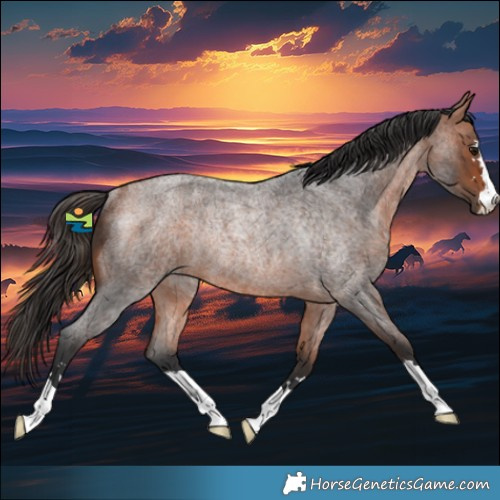 Horse Color:Bay Roan Rabicano