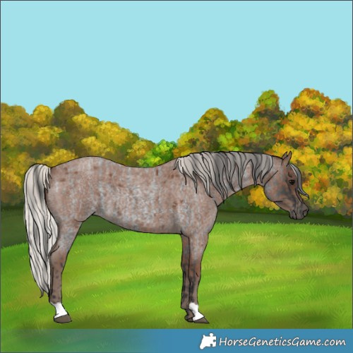 Horse Color:Blue Roan  and Silver Blue Roan 