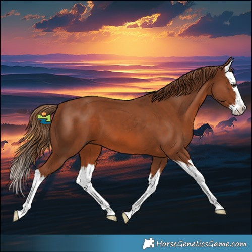 Horse Color:Chestnut Splash 