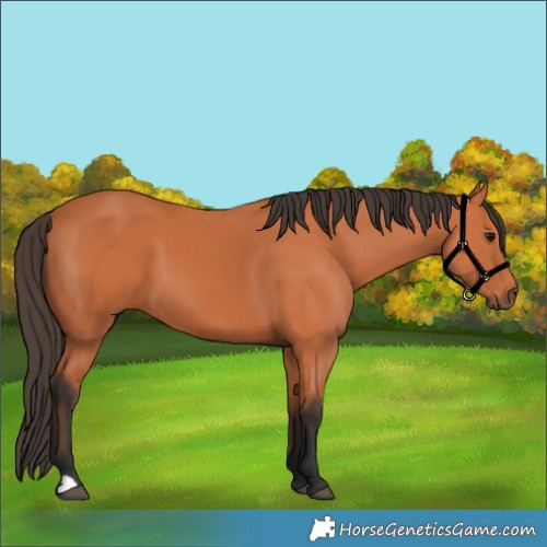Horse Color:Bay 