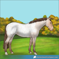 Horse Color:Amber Champagne Roan Blanket 