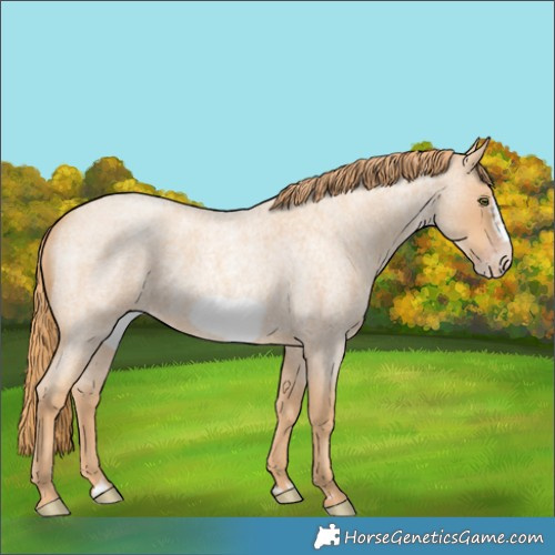Horse Color:Gold Champagne Roan Frame 
