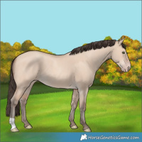 Horse Color:Amber Champagne Dun 