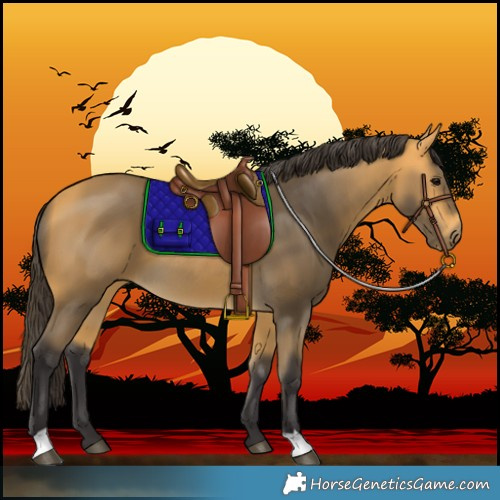 Horse Color:Buckskin 