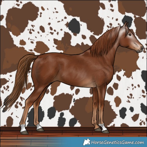 Horse Color:Gray Chestnut 