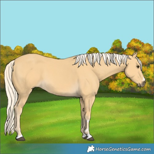Horse Color:Palomino