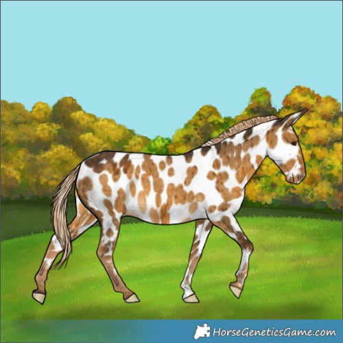 Horse Color:Chocolate Palomino Dun Appaloosa Brindle