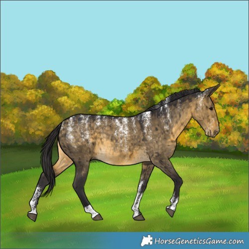 Horse Color:Powder White Buckskin Dun Brindle