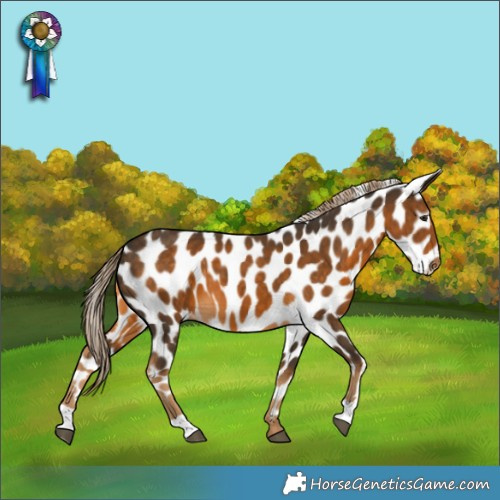 Horse Color:Chocolate Palomino Appaloosa