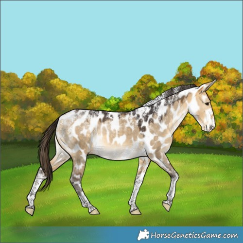 Horse Color:Powder White Buckskin Dun Appaloosa