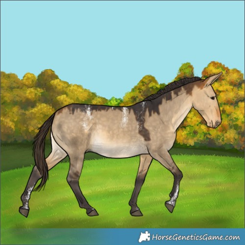 Horse Color:Powder White Buckskin Dun Rabicano