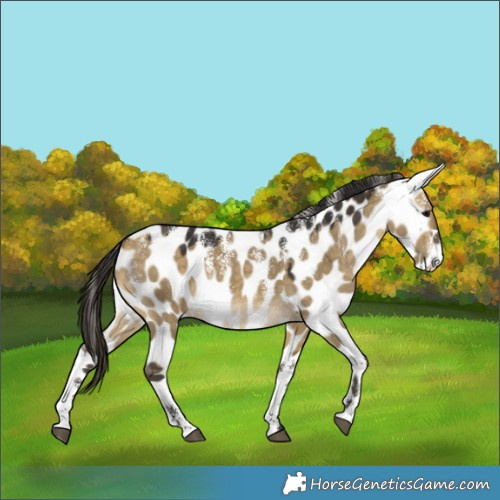 Horse Color:Powder White Buckskin Dun Leopard