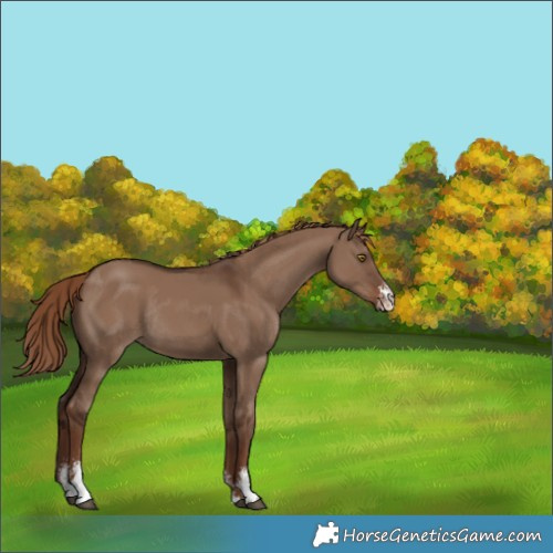 Horse Color:Liver Red Dun Sabino Rabicano