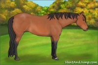 Horse Color:Bay Roan 
