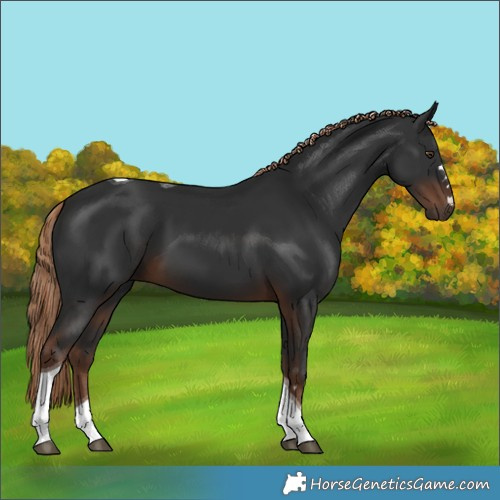 Horse Color:Liver Chestnut Tobiano