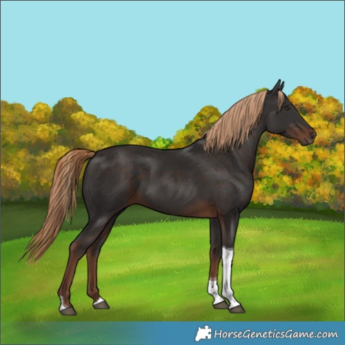 Horse Color:Liver Chestnut Tobiano