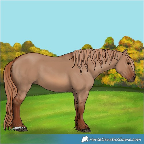 Horse Color:Red Dun