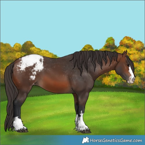 Horse Color:Brown Snowcap 
