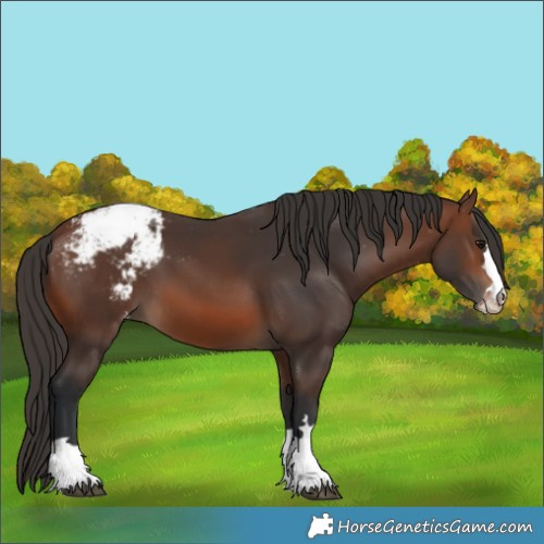 Horse Color:Brown Snowcap