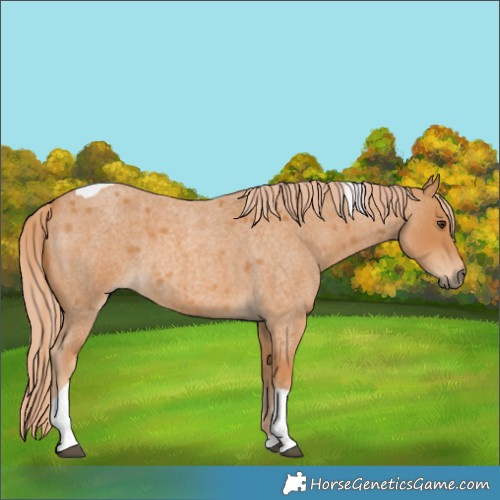 Horse Color:Unknown 