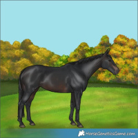 Horse Color:Brown 