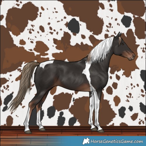 Horse Color:Liver Chestnut Tobiano