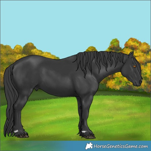Horse Color:Black 
