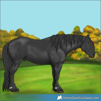 Horse Color:Black 