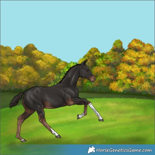 Horse Color:Unknown 