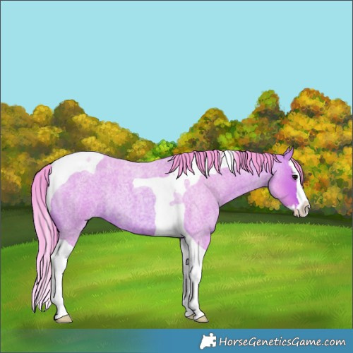 Horse Color:Watercolor Bay Roan Splash Tobiano 
