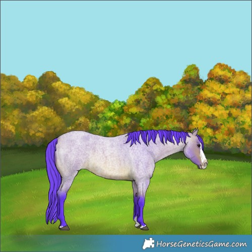 Horse Color:Watercolor Bay Roan Splash 