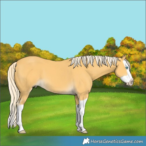 Horse Color:Palomino Splash 