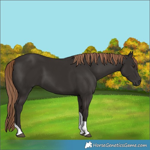 Horse Color:Liver Chestnut Tobiano 