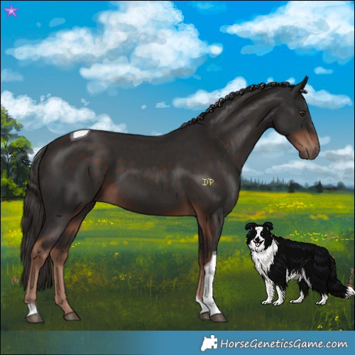 Horse Color:Liver Chestnut Tobiano 