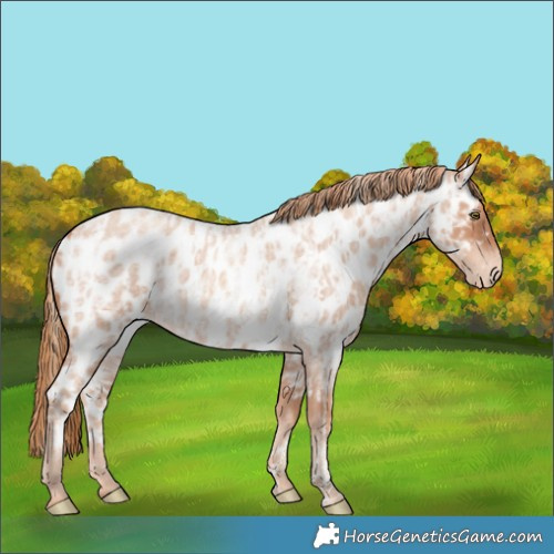 Horse Color:Gold Champagne Roan Near Leopard and Gold Champagne Roan Near Leopard