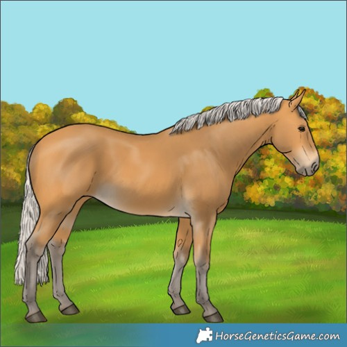 Horse Color:Silver Buckskin 