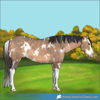 Horse Color:White Spotted Bay Dun Splash 