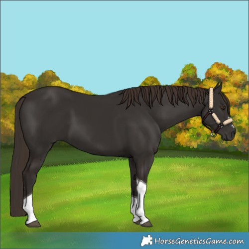 Horse Color:Liver Chestnut Tobiano 