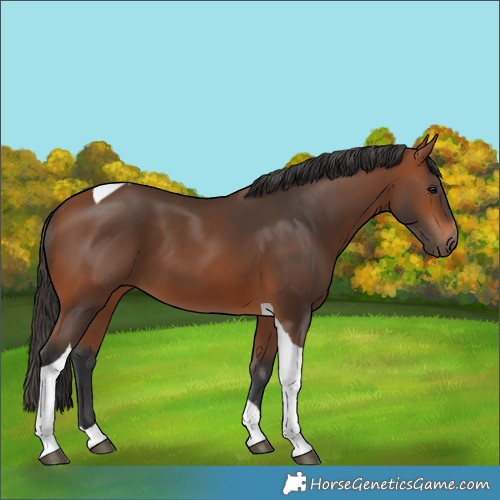Horse Color:Bay Tobiano